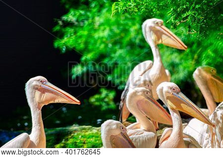 Pelicans In Natural Habitat . Flock Of Water Birds Family Pelecanidae . Birds Group Portrait