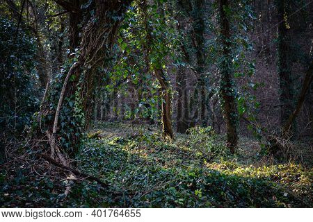 Green forest nature. Ancient green forest. Nature. Dark forest. Natural environment. Forest nature. Ivy on trees in nature. Nature forest, branches and trees. Travel in nature.