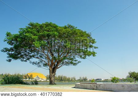 Rain Tree, East Indian Walnut . Has A Scientific Name As Samanea Saman (jacq.) Merr. With A Blue Sky
