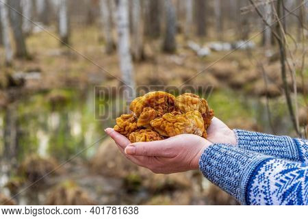 Human Hands Holding Bunch Of Morel Mushrooms Gathered In Early Spring In European Forest. Gyromitra