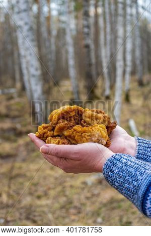 Human Hands Holding Bunch Of Morel Mushrooms Gathered In Early Spring In European Forest. Gyromitra