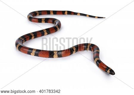 Adult Female Pueblan Milk Snake Aka Lampropeltis Triangulum Campbelli Snake, Isolated On A White Bac