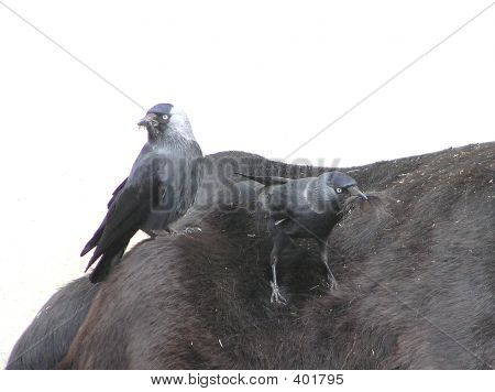 Jackdaw