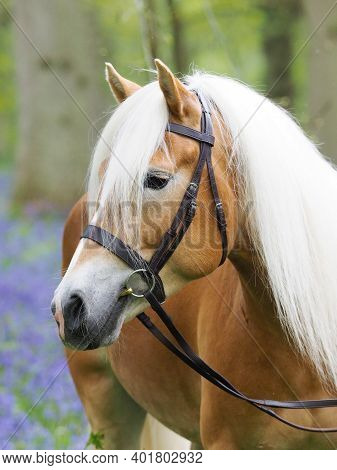 A Beautiful Horse In A Snaffle Bridle Stands In A Bluebell Wood.