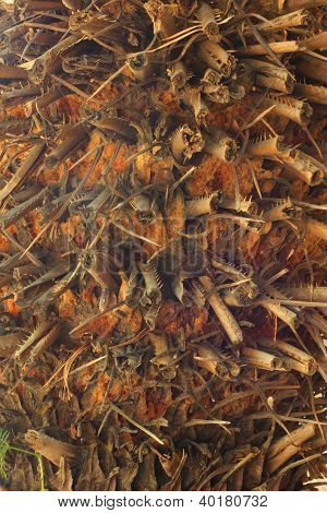 Tronco de palmera