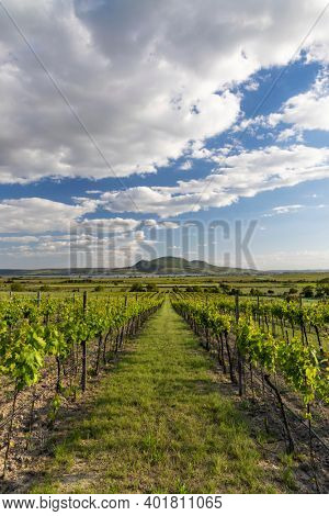Spring vineyards under Palava near Sonberk, South Moravia, Czech Republic