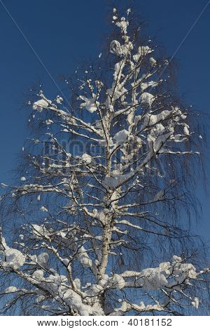 natura mountaint zimowy pejzaż z drzewa i śnieg świeży