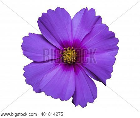 Lilac Flower Of Cosmea Bipinnatus, Cosmos Bipinnatus Isolated And Cut Out Without Background