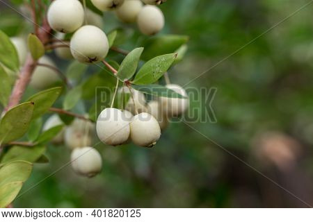 Myrtles Communis ,common Myrtle. White Berries On Branch , Close Up, Macro. Natural Vitamins