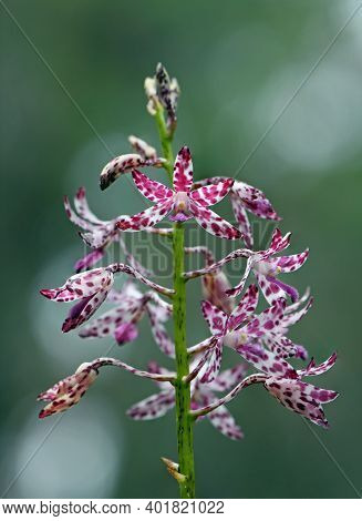 Purple Pink And White Flowers Of The Blotched Hyacinth Orchid, Dipodium Variegatum, Family Orchidace