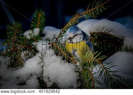 Selective Focus, Beautiful Dressed Bird Blue Tit Or Bird Blue Bird, Bird Hunger And Lack Of Food In 