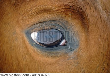 Horse's Eye Close-up, Very Close Shot Of A Brown Stallion's Eye Before A Ride.