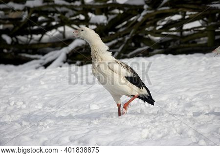 Andean Goose, Chloephaga Melanoptera, Adult Standing On Snow