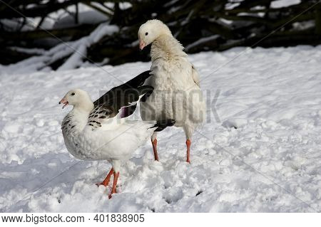 Andean Goose, Chloephaga Melanoptera, Pair Standing On Snow