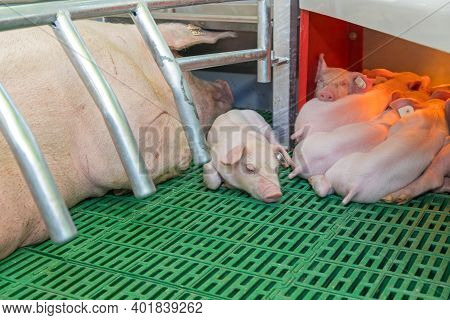 One Piglet In Farrowing Parlor At Modern Farm