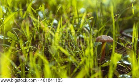 Small Orange Mushroom Rickenella Fibula Growing In The Moss. Also Known As Omphalina Fibula. Inedibl