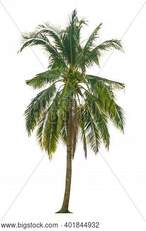 Trees Isolated On White Background, Tropical Trees Isolated Used For Design, Advertising And Archite