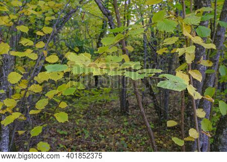 Yellow Leaves On Think Tree Trank Close-up Across Autumn Nature. Natural Background