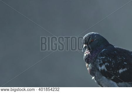 Side Portrait Of A Pigeon On A Gray-blue Background