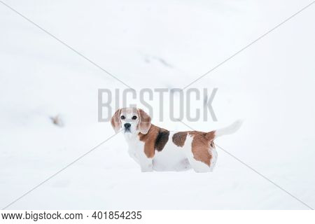 Beagle Dog On A Walk In A Winter. Beagle On A White Snow Background