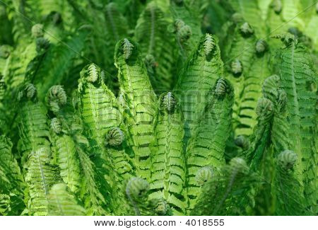 Snårskog av Fern Lookin som människor