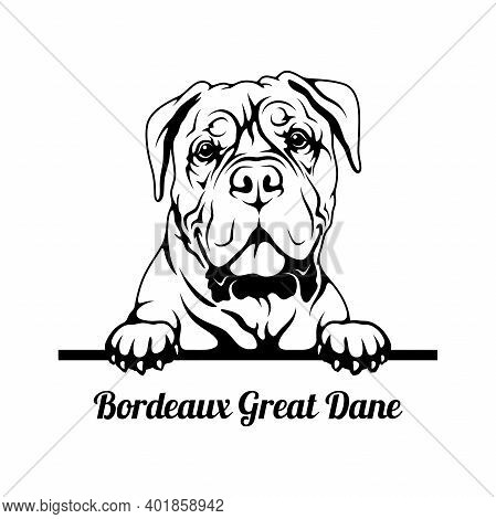 Peeking Dog - Bordeaux Great Dane Breed - Head Isolated On White