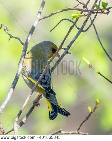 Green And Yellow Songbird, European Greenfinch Sitting On A Branch In Spring. The European Greenfinc