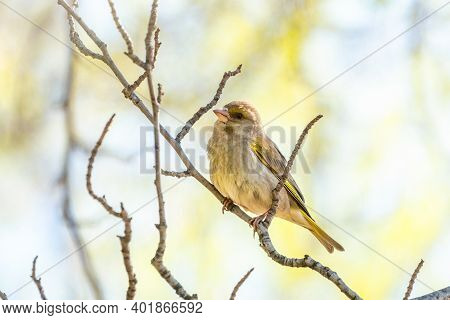 Green And Yellow Songbird, European Greenfinch Sitting On A Branch In Spring. The European Greenfinc