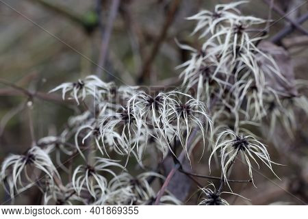 Seed Heads With Silky Appendages Of Wild Climatis