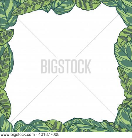 Rectangular Vector Border With Tropical Plant Leaves