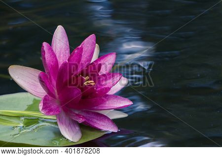 Red Water Lily. A Nymphaean Water Lily, On The Surface Of A Reservoir. Close-up. A Kind Of Water Lil