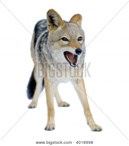 Sciacallo dalla gualdrappa - Canis Mesomelas