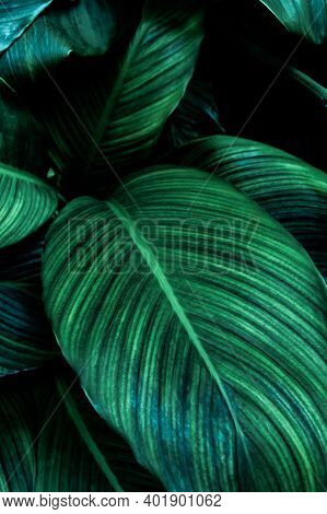 Abstract Green Leaf Texture, Nature Background, Tropical Leaf