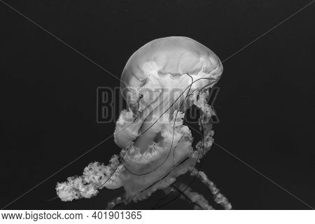 Jellyfish (chrysaora Fuscescens Or Pacific Sea Nettle) In Ocean Water In Monochrome