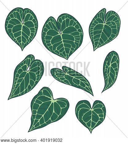 Vector Collection Set Of Exotic Leaves Of Houseplant With Botanic Name 'anthurium Clarinervium'