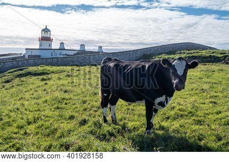 Cows At St Johns Point In County Donegal - Ireland