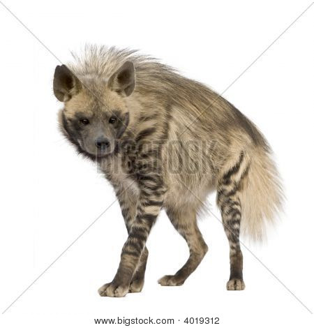 Çizgili sırtlan - Hyaena Hyaena