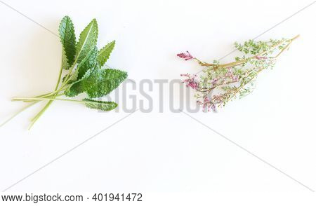 Edible And Healthy Flowers Collection Isolated On White Background. Leaf Of Betonica Officinalis And