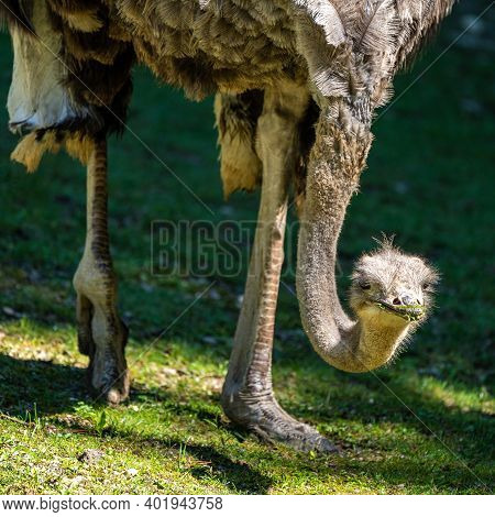 The Common Ostrich, Struthio Camelus, Or Simply Ostrich, Is A Species Of Large Flightless Bird Nativ