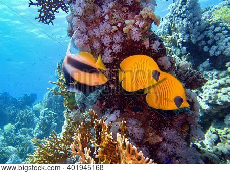 Beautiful Underwater Scene With Coral Reef And Couple Of Yellow Masked Butterfly Fish (chaetodon  Se