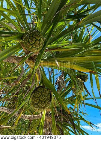 Hala Fruit, Or Pandanus Tectorius, On A Palm. Bottom View. Blue Sky