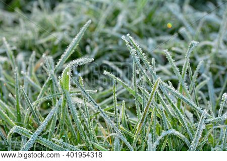 Green Grass With Hoar Frost On A Cold Winter Day