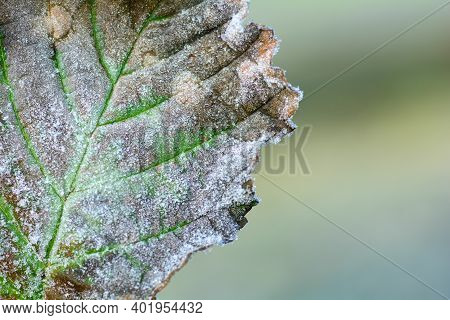 A Leaf With Hoarfrost In Detail And Copy Space