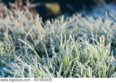 Green Grass With Hoar Frost On A Cold Winter Day