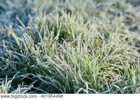 Green Grass With Hoar Frost On A Cold Winter Day In Sunlight