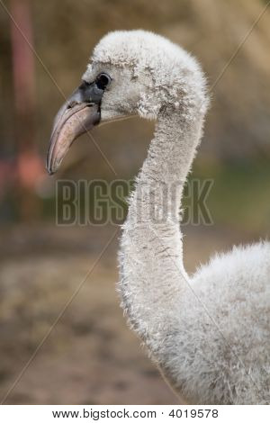 Flamingo Bebek