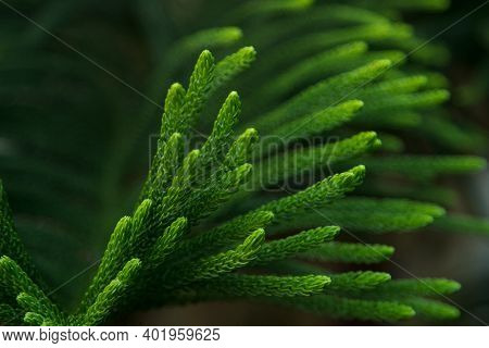 Green Prickly Branches Of A Fur-tree Or Pine Leaf. Christmas Tree, Araucaria Tree Or Monkey Puzzle T