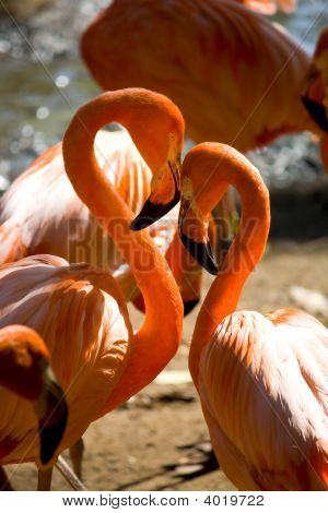 Flamingolar