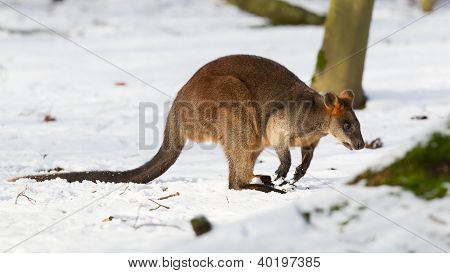 Swamp Wallaby In The Snow