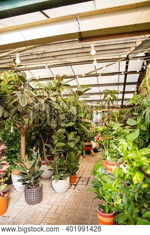 Display Of Plants And Small Trees Inside A Store